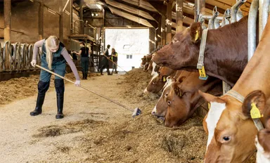 Boeren willen stoppen: hoeveel veehouders verdwijnen er bij jou in de buurt?