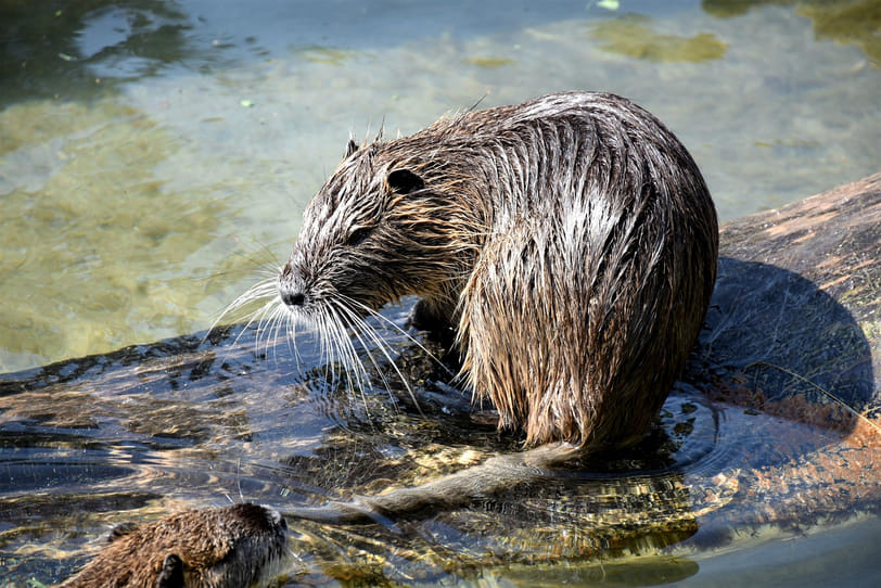 Tienduizenden muskusratten worden jaarlijks uitgeroeid: noodzakelijk of onnodig dierenleed?