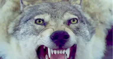 Wetenschappers brengen uitgestorven reuzenwolf terug: 'Een gigantisch dier'