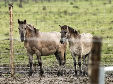 Een verbod op paardenvlees in Nederland? 'Niet zoveel verschil tussen paarden en koeien'