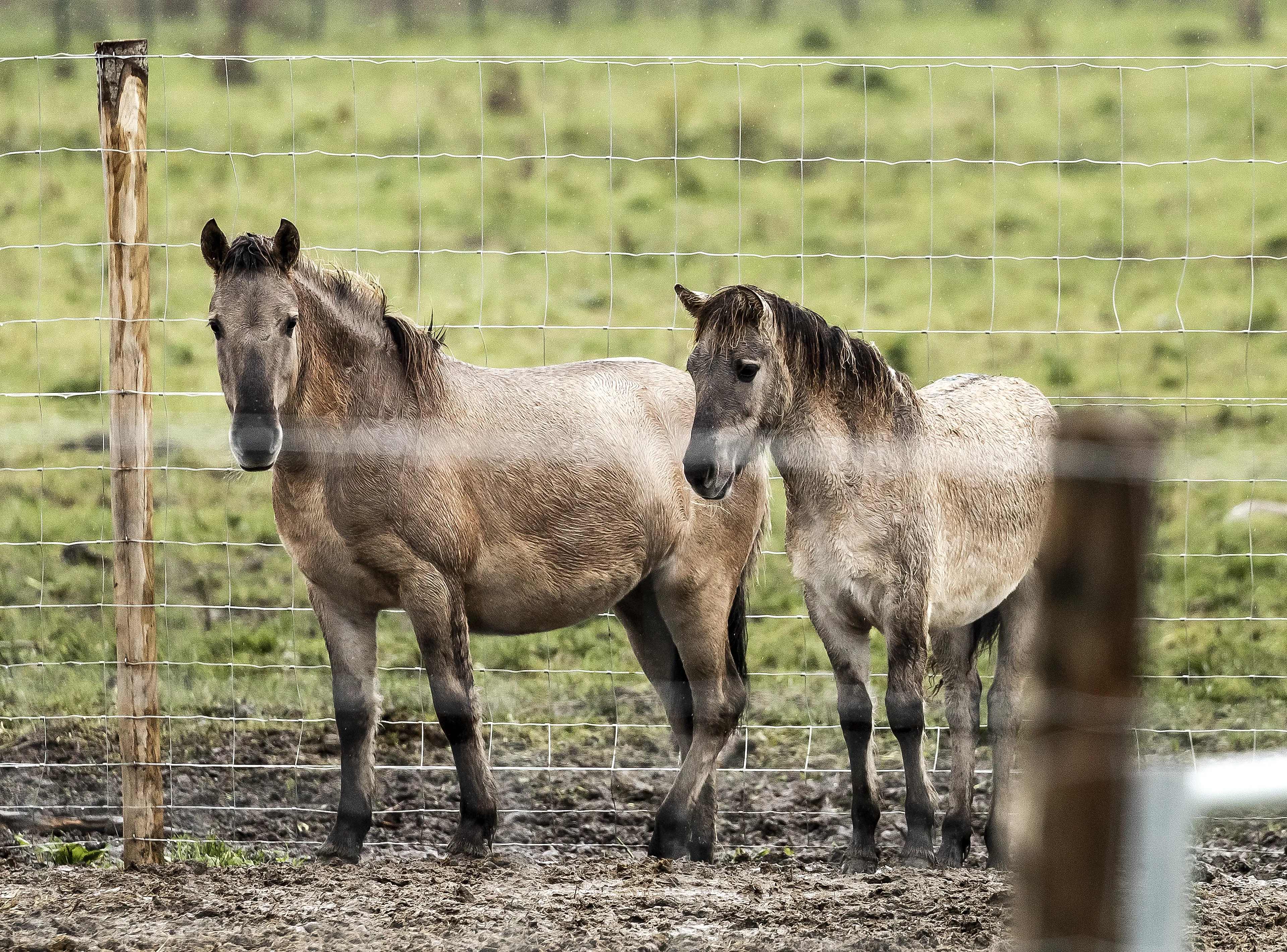 Een verbod op paardenvlees in Nederland? 'Niet zoveel verschil tussen paarden en koeien'