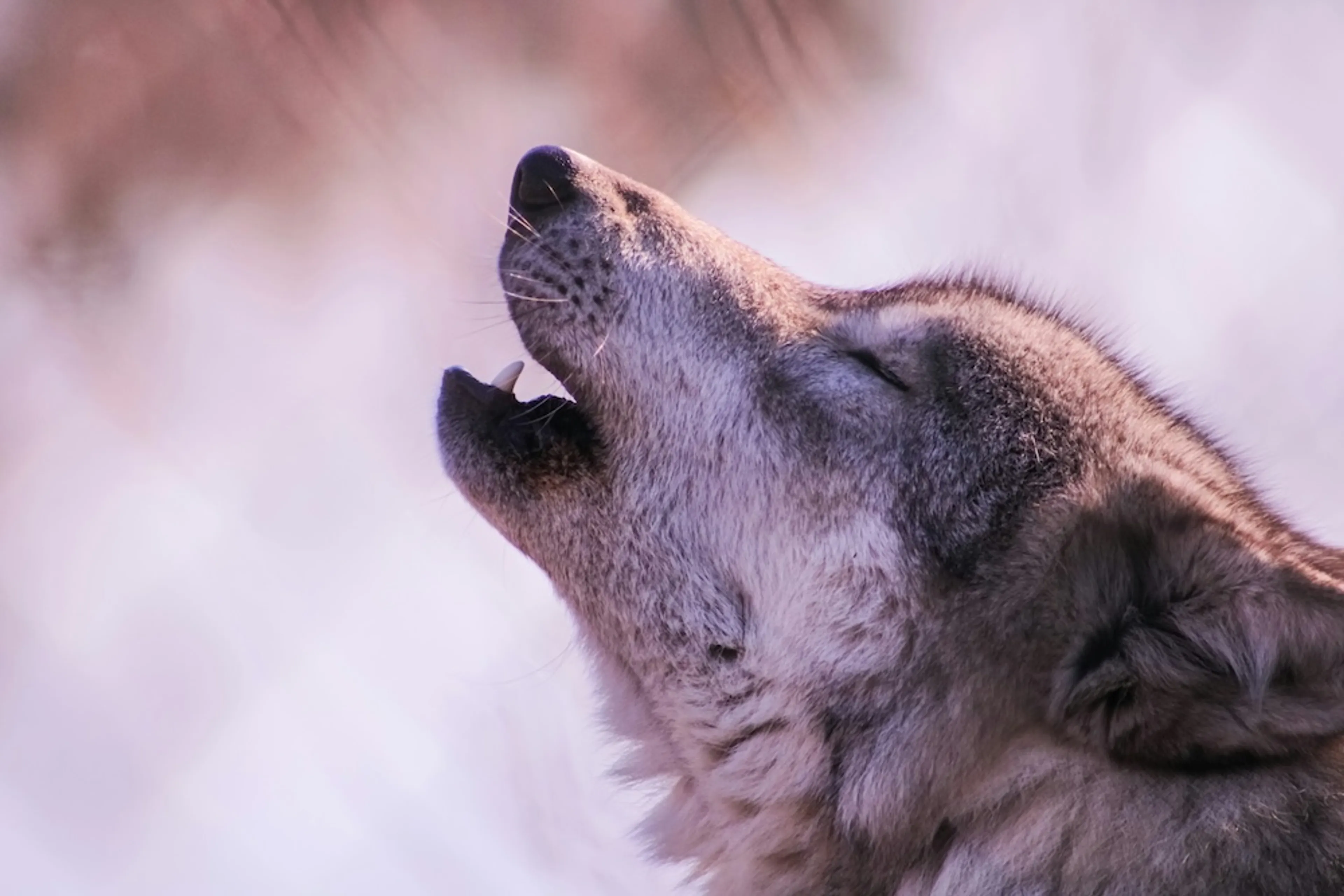 Huilende wolf