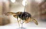 Killerwesp gesignaleerd! Wat moeten we met de Aziatische hoornaar?