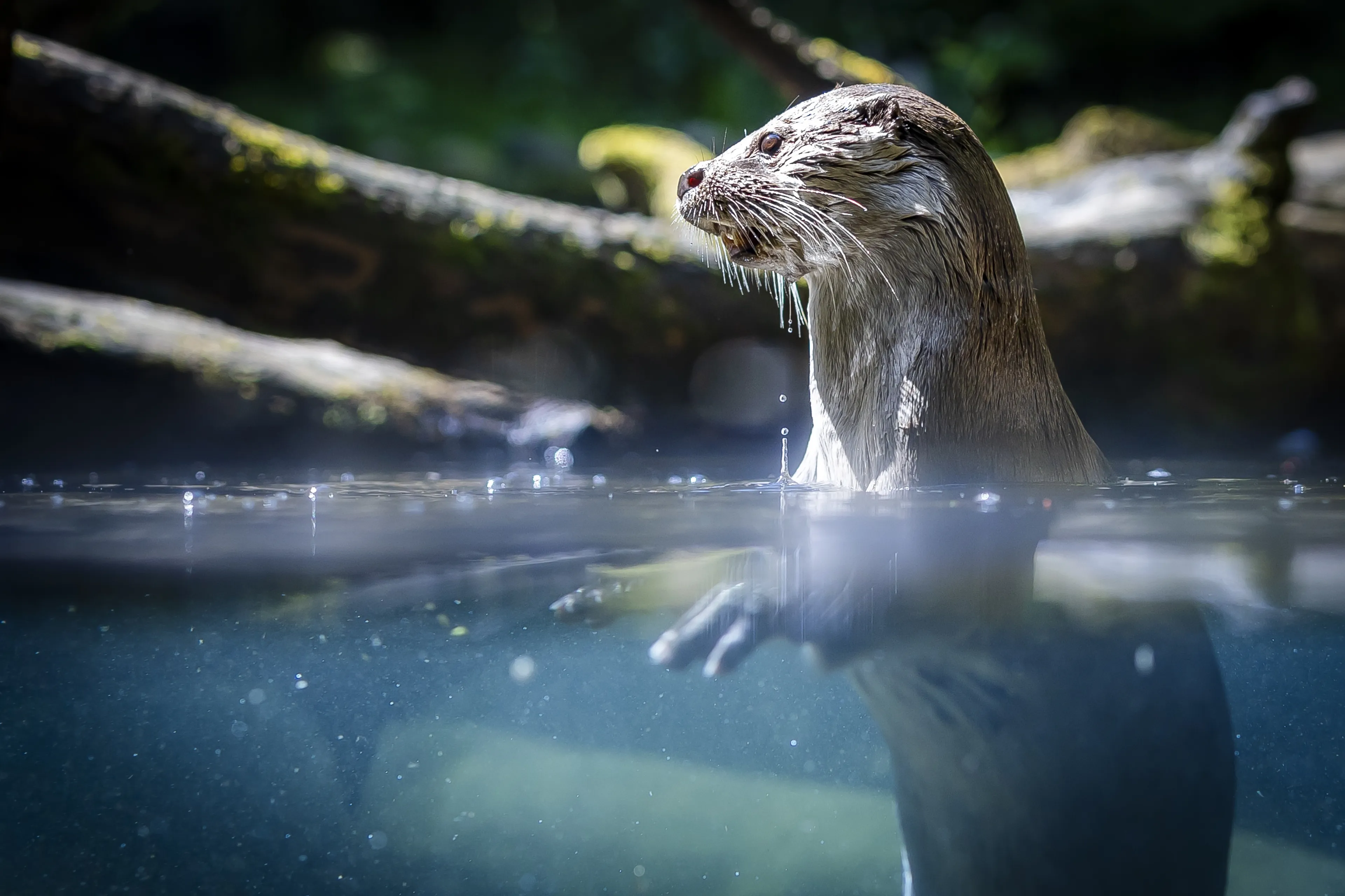 Wisent, otter en de eland: hoe Nederland werkt aan de terugkeer van verdwenen dieren