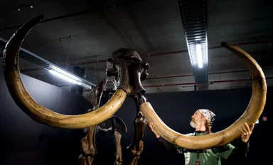 De mammoet, dodo en Tasmaanse tijger: komen ze terug?