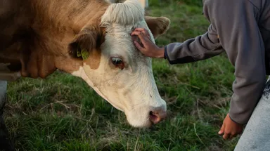 Is er eindelijk een oplossing voor de boeren? 'Hele stikstofprobleem is een mestprobleem'