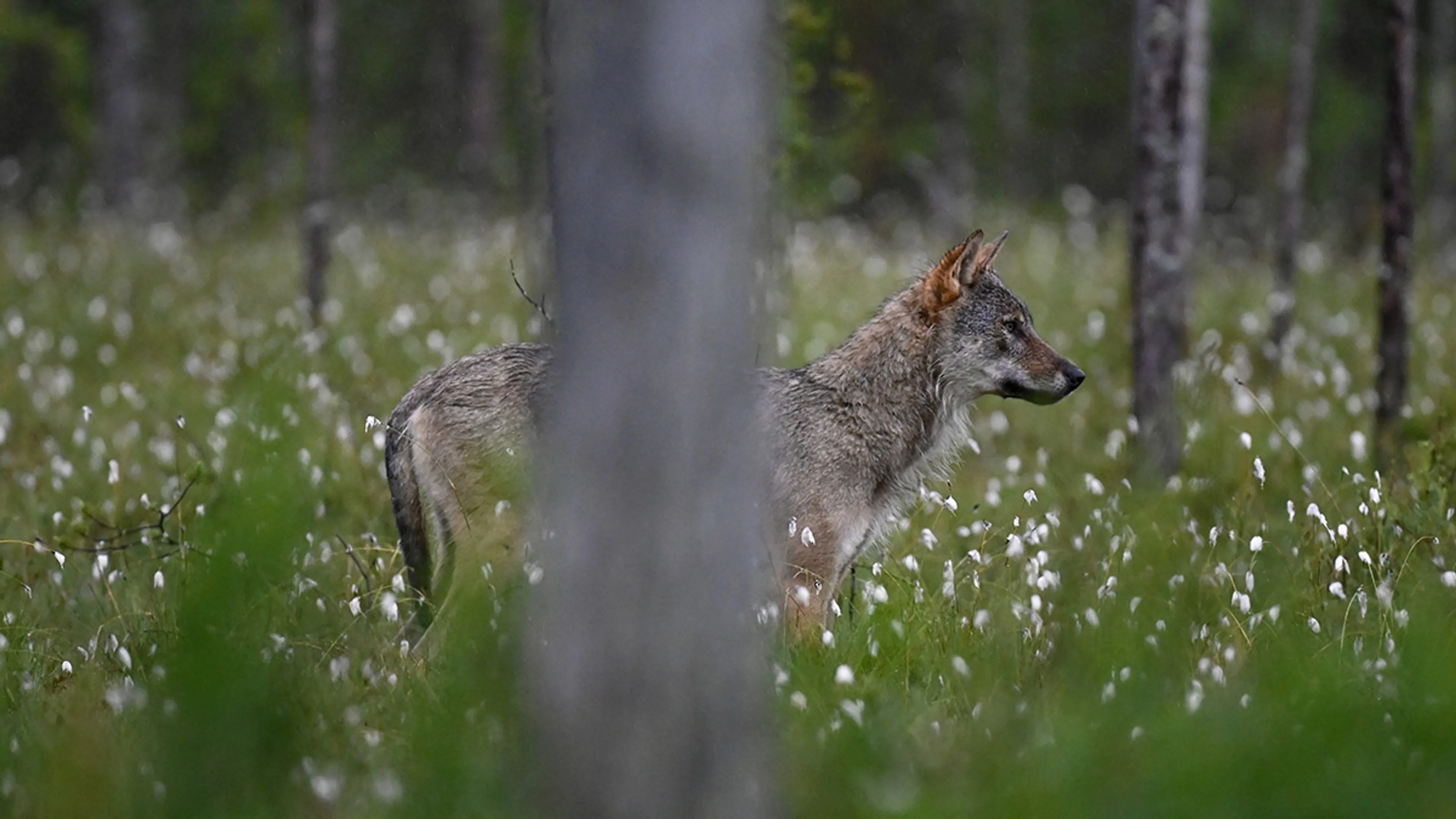 Staatssecretaris wil probleemwolf sneller afschieten