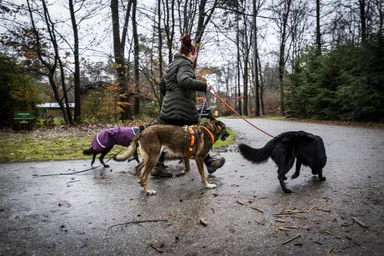 Je huisdier wegdoen als je in armoede leeft? 'Onzin!'