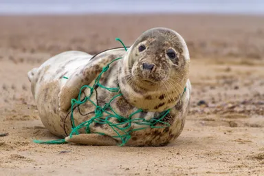 De Noordzee is vol: 'Zeehonden zwemmen maanden met visnet om hun nek'