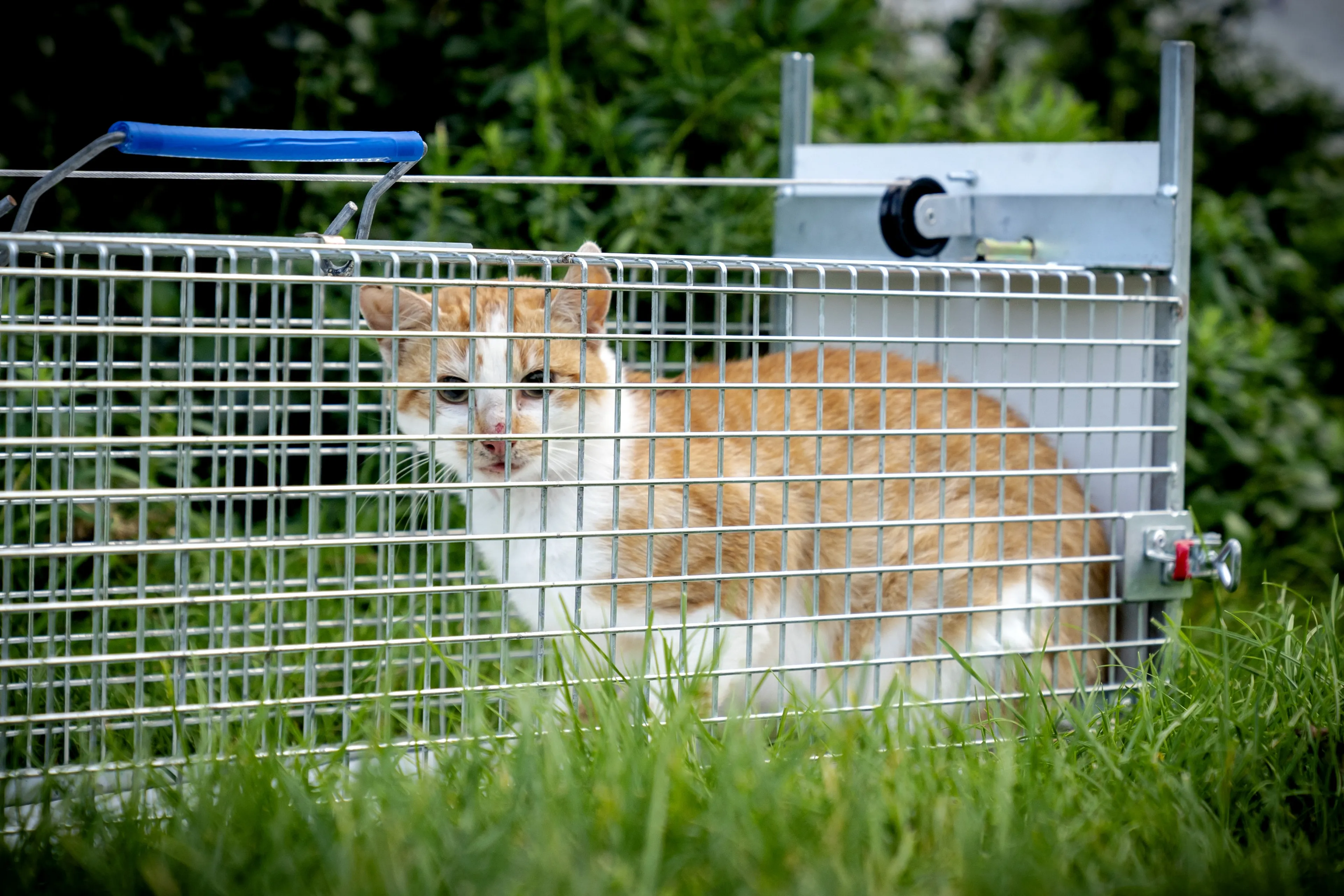 Zwerfkatten op Schiermonnikoog, vangen, asiel, drones