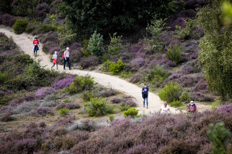 Veluwe als oefenlocatie voor Defensie? 'Gebied verandert in maanlandschap'