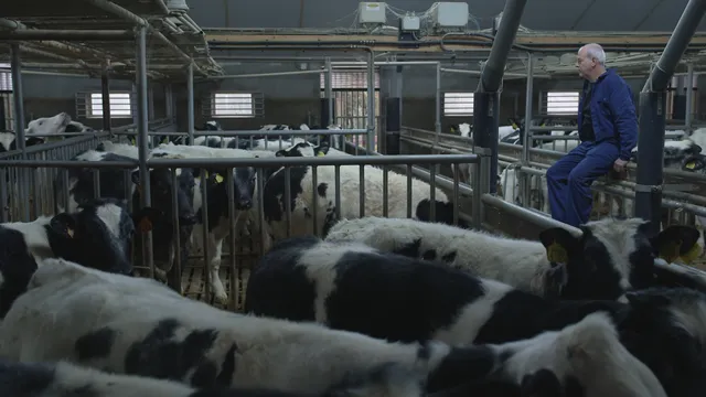 Kan je nog boer zijn in Nederland? 'Overheid helpt ons bedrijf om zeep' Boer in stal met koeien.