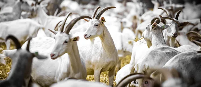Gezondheidsraad omwonenden geitenhouderij longontsteking.