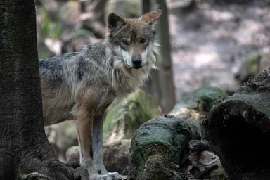 Probleemwolf Bram mogelijk doodgeschoten op Utrechtse Heuvelrug: 'Blijf bossen mijden'