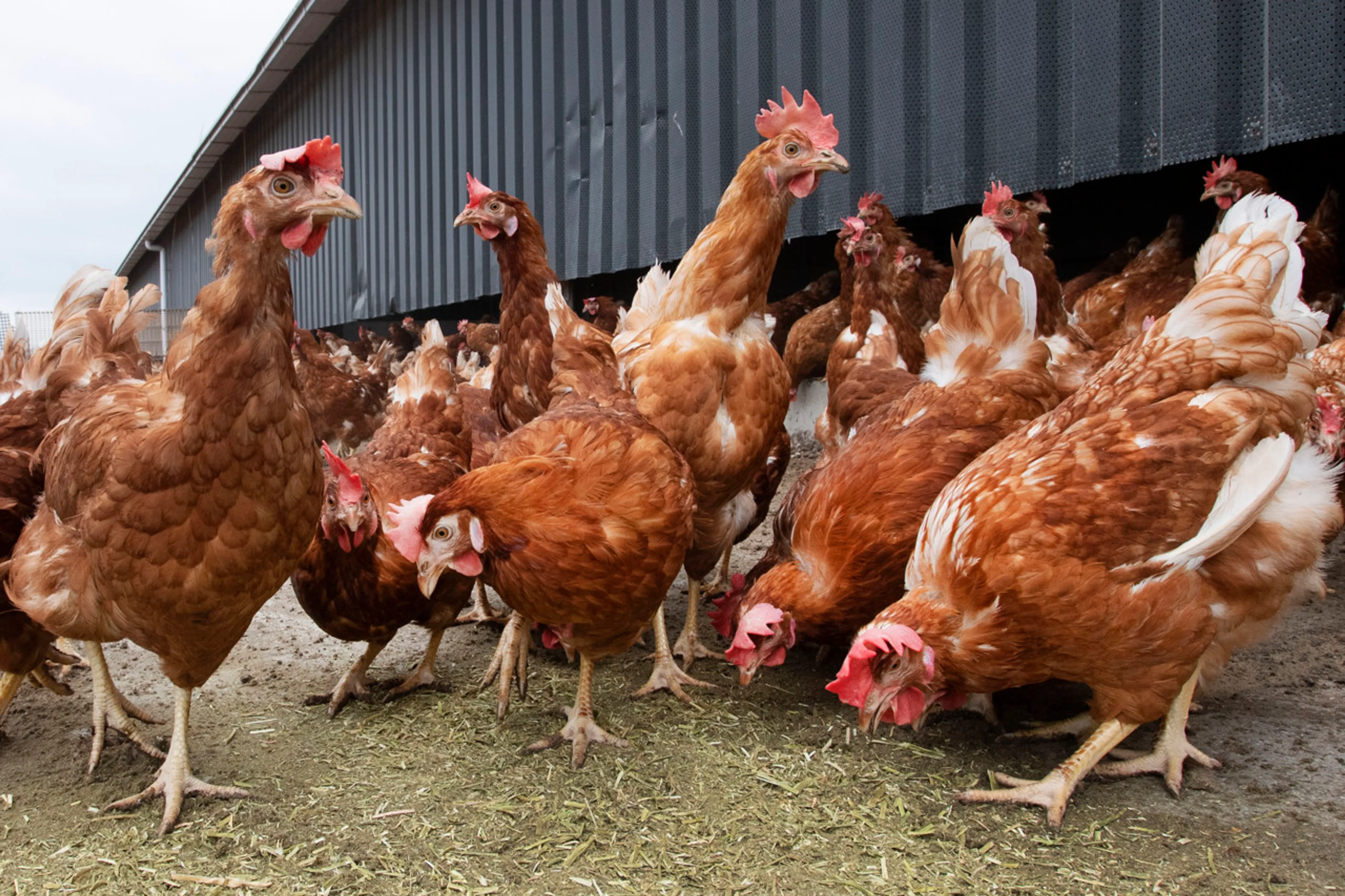 Boer in Terschuur verliest 62.000 kippen na vogelgriepuitbraak