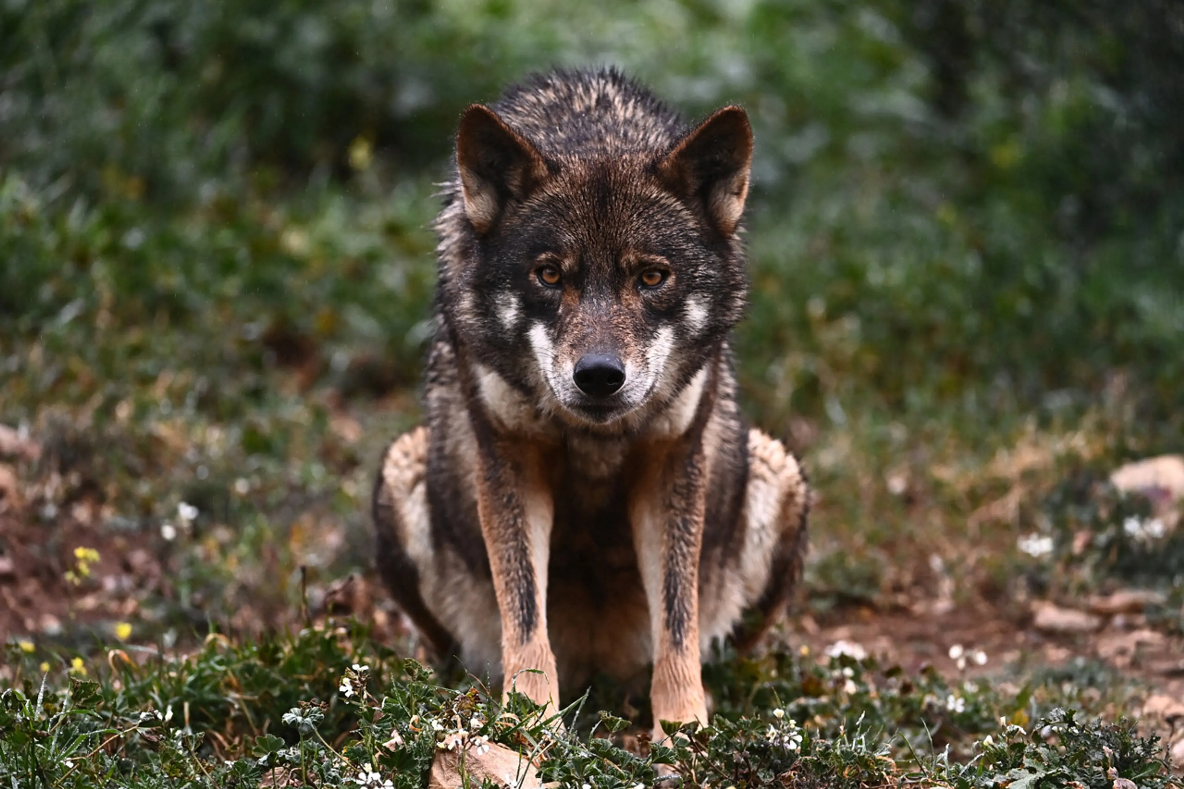 wolf jongetje utrecht