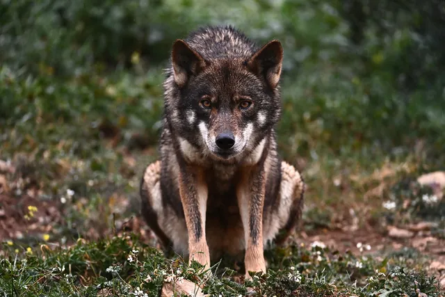 wolf jongetje utrecht.