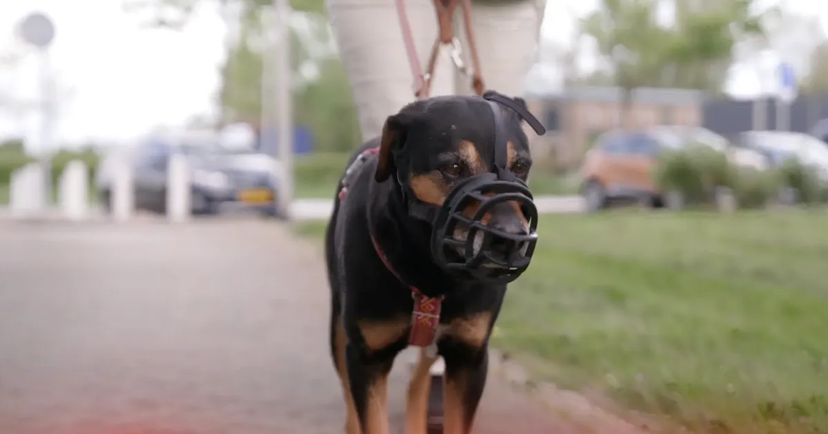 Hoe is het nu met hondje Mowgli uit Dit is de Kwestie (EO)? - DIT