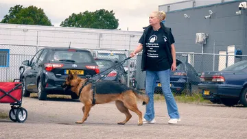 Wenda traint hoog-risico honden: 'Er moet een drempel komen vóór mensen een hond nemen'