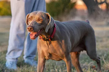 Zo voorkom je dat je gebeten wordt door een hond