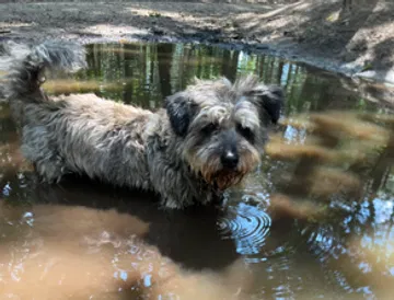 Geertjes hond werd doodgebeten door een wolf: 'Het kan iedereen overkomen'