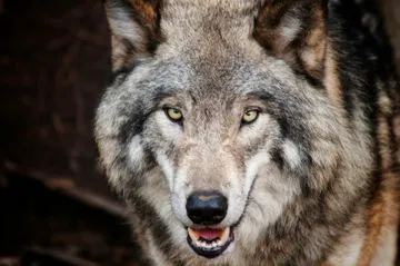 Wolven wandelen door Nederlandse steden: moeten we ze neerschieten?