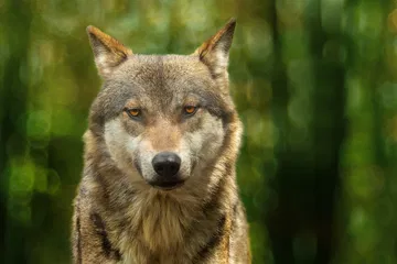 Provincie Utrecht mag voorlopig geen maatregelen nemen tegen de wolf