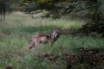 Confrontatie wolf en meisje: kunnen we nog wel ongestoord het bos in? ‘Mensen moeten zich gaan aanpassen'