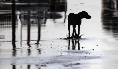 Een huisdier is leuk, maar zou iedereen er wel eentje mogen hebben?