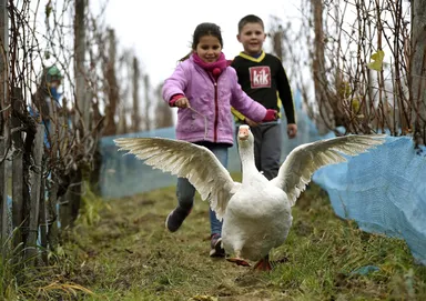 Ganzen vergassen tegen overlast: overdreven of broodnodig?