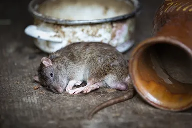 In harmonie leven met ratten: is dat onze toekomst?