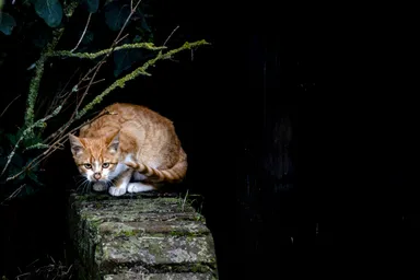 In Friesland mag je zwerfkatten afschieten: 'Vreemd dat andere provincies het niet doen'