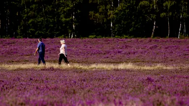 De paarse heide is in levensgevaar: wat is er aan de hand?
