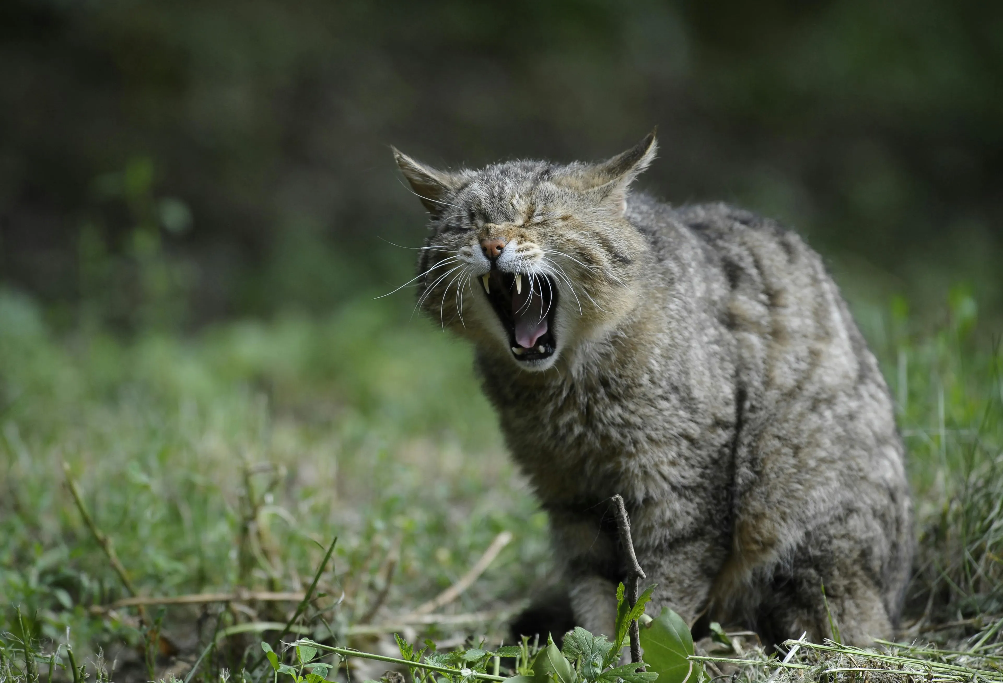 In Friesland mag je zwerfkatten afschieten: 'Vreemd dat andere provincies het niet doen'