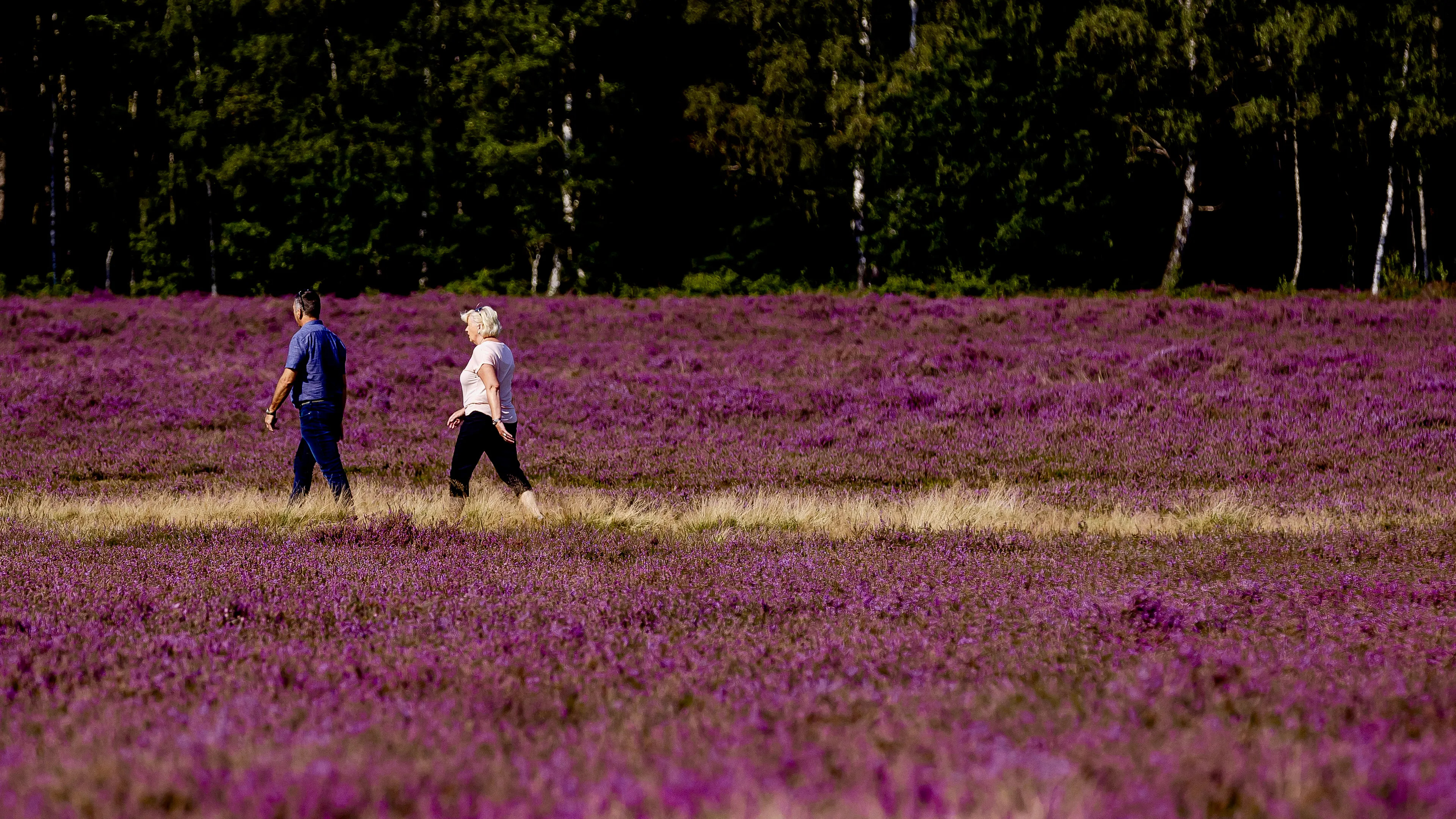 De paarse heide is in levensgevaar: wat is er aan de hand?
