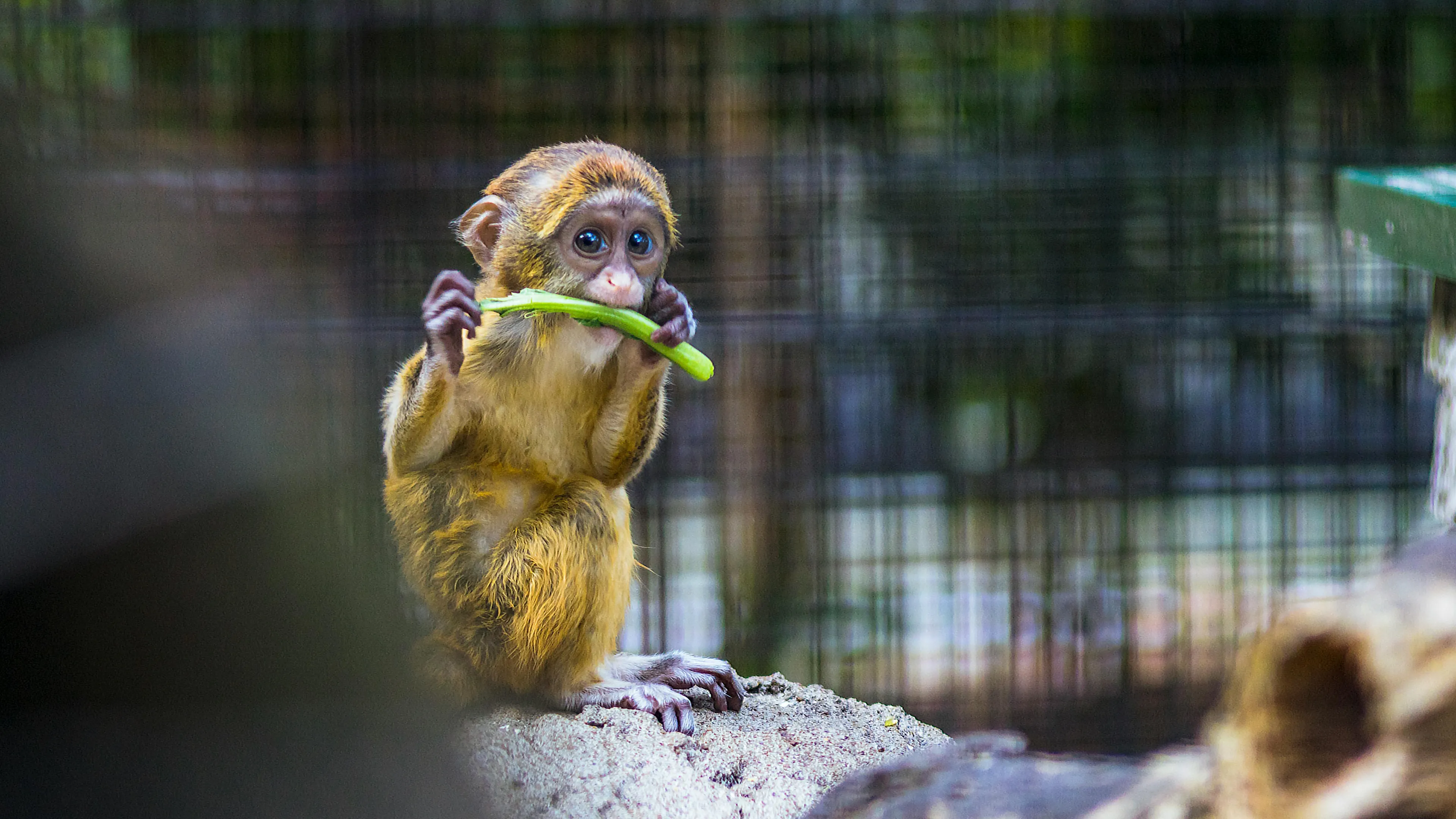 Kun je nog zonder schuldgevoel naar de dierentuin?