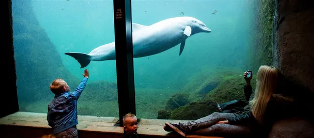 Uitgelichte afbeelding