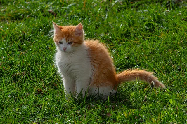 Bijna de helft van de Nederlanders heeft last van poepende katten in de tuin.