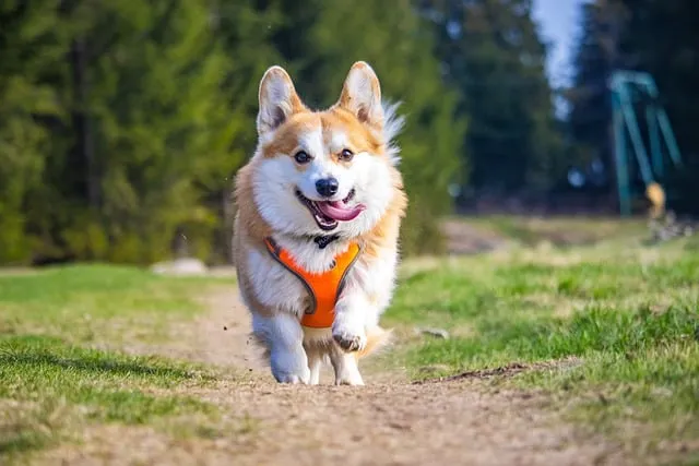 hondje corgi rent heel vrolijk over een grasveldje met speeltuin. Een afbeelding bij een artikel over hondenpoep en boetes aan de hand van dna-onderzoek.