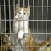 Afbeelding van Dierenasiel Walcheren