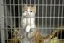 Afbeelding van Dierenasiel Walcheren