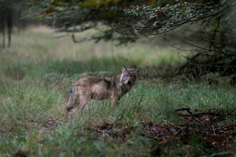 Confrontatie wolf en meisje: kunnen we nog wel ongestoord het bos in? ‘Mensen moeten zich gaan aanpassen'