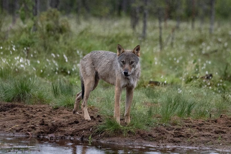 Verdient de wolf in Nederland onvoorwaardelijke bescherming?