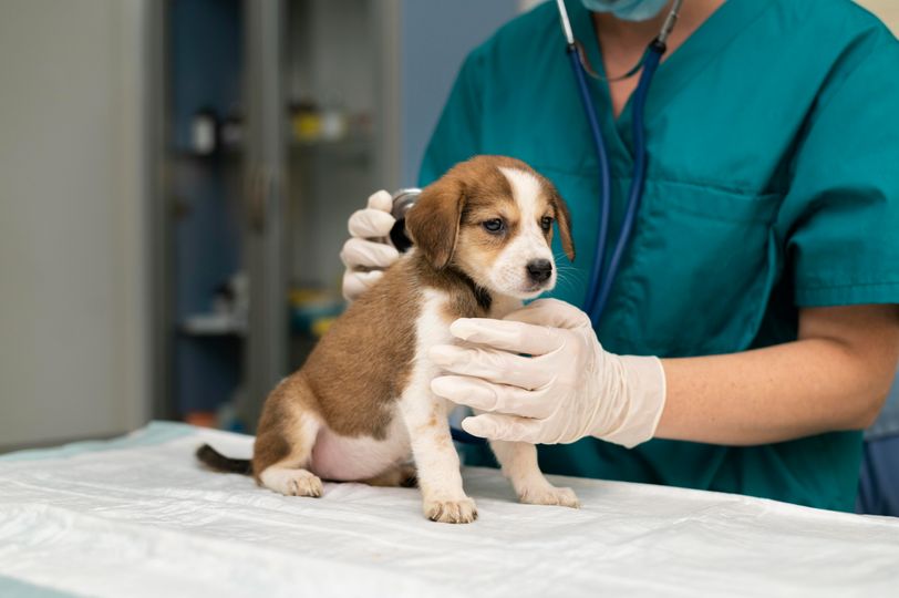 Moet een zorgverzekering voor huisdieren verplicht worden?