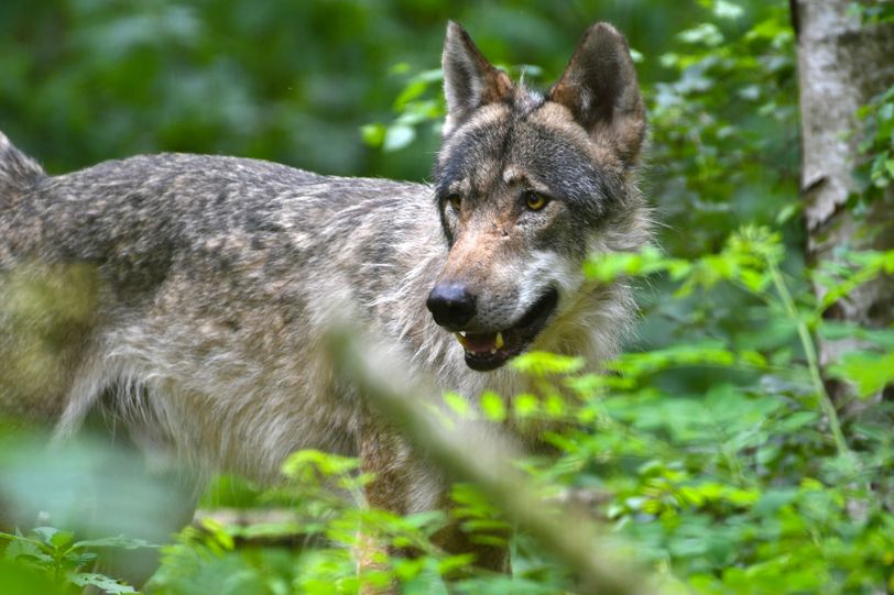 EU wil regels voor het afschieten van wolven versoepelen: is dat kwalijk?