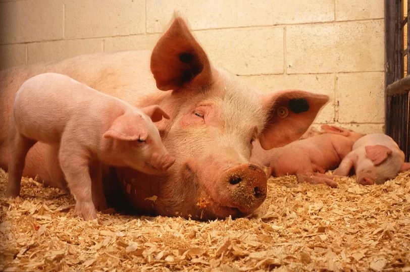 Willen we varkens als orgaandonor?