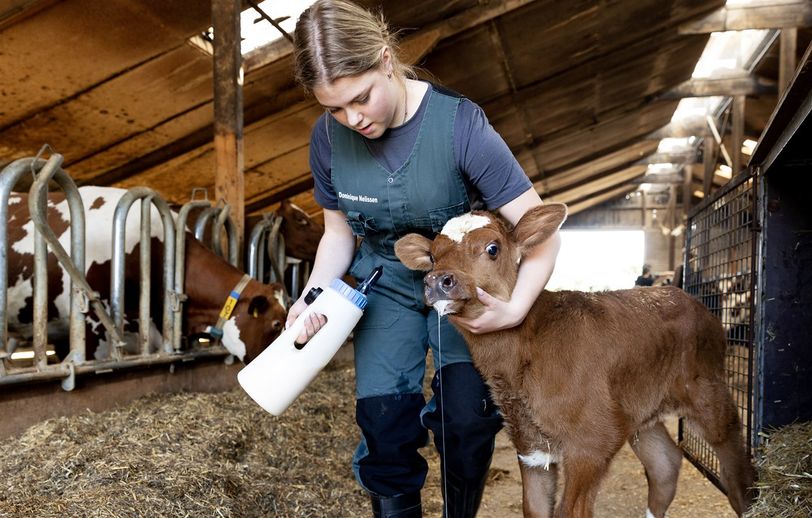 Moeten boeren betalen voor de uitstoot van hun koeien? 'Ze staan met hun rug tegen de muur'