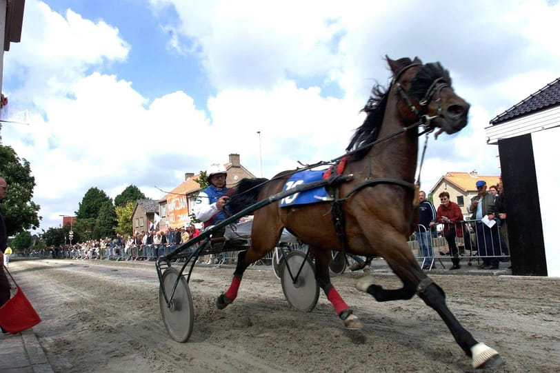 Straatraces met paarden: is dat niet zielig?