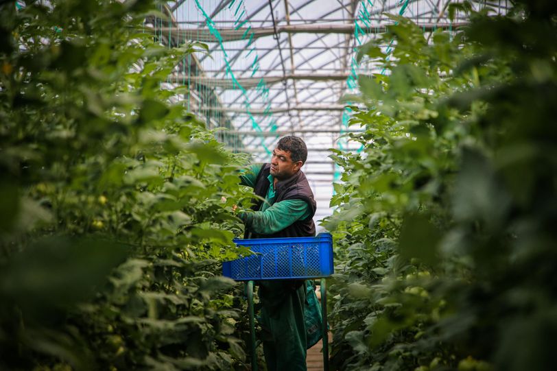 Wat kunnen we beter importeren: tomaten of de tomatenplukker?