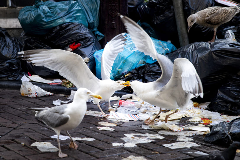 Meeuwen terroriseren de stad: hoe verjagen we deze lastpost?